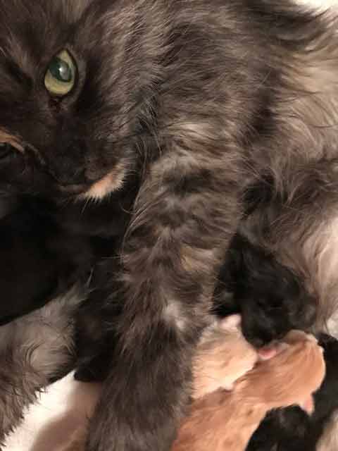 Lavita mit einem Kitten Juli 2021