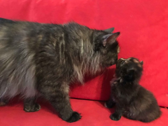 Foto Mutter und Kitten