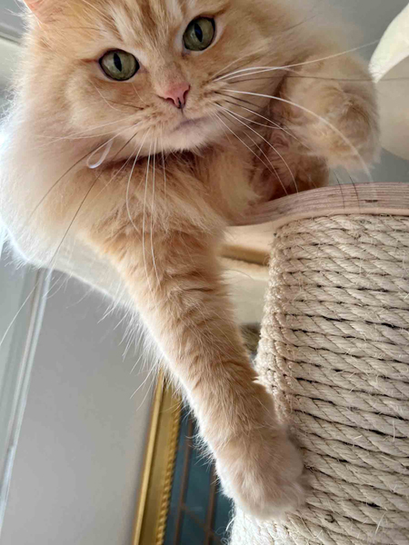 Annuka von Gutmeer April 2026