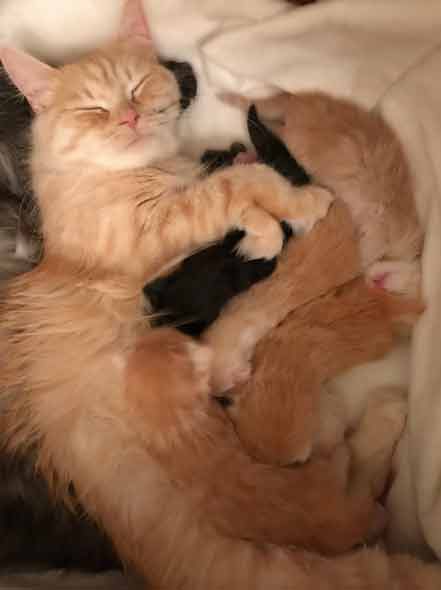 Annuka von Gutmeer mit Kitten