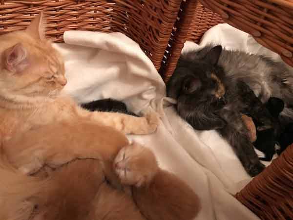 zwei Katzenmütter mit ihren Kitten Cattery von Gutmeer  Juli 2022