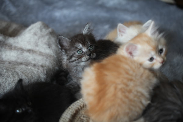 Bellami mit anderen Kitten