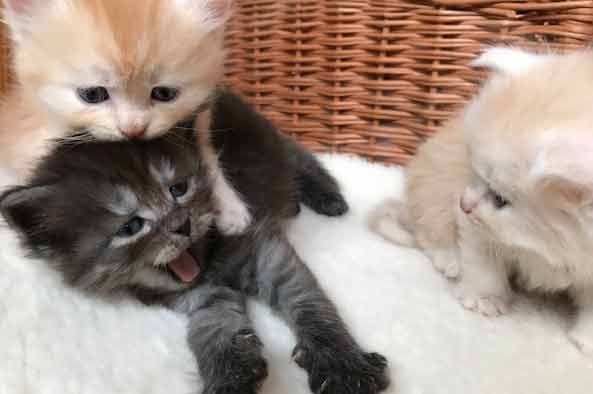 drei Kitten von Gutmeer August 2021