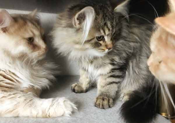 drei Katzen von Gutmeer Okt22