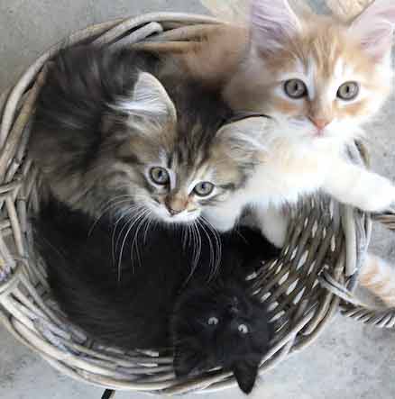 drei Kitten von Gutmeer im Korb
