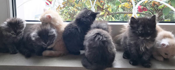 Kitten auf der Fensterbank Woche 7