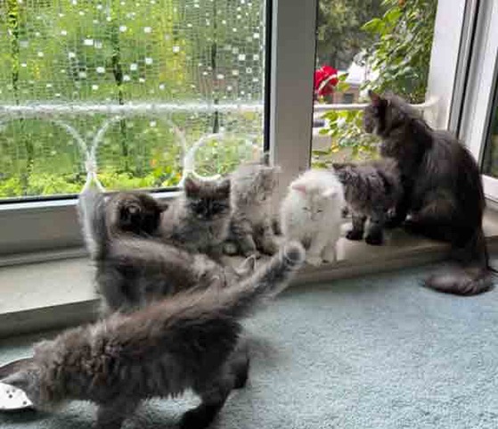 Kitten mit Mutterkatze Lavita Juli 2024