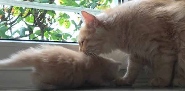 Kitten versorgt von der Schwesterkatze Annuka von Gutmeer 