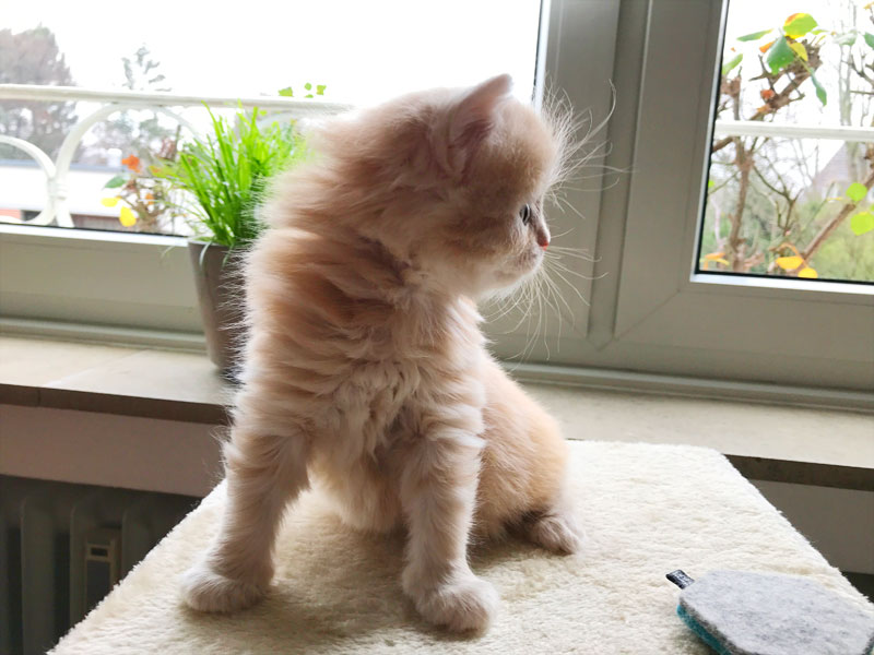 Kittenvor Fensterbank