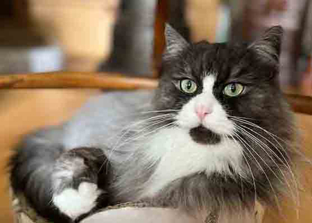 Mecki vom Heidegeist April 2026