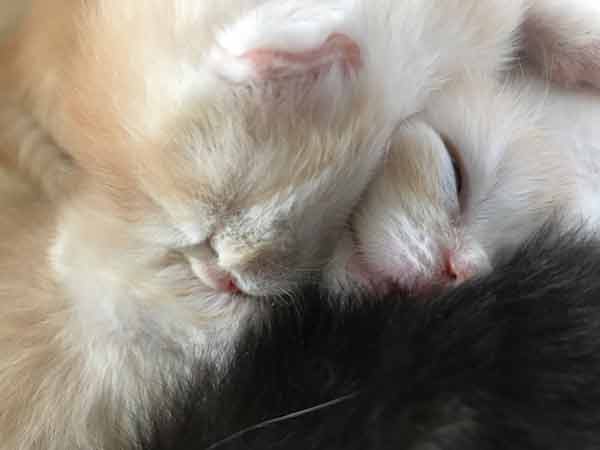 Schlafende Kitten von Gutmeer Juli 2022 Foto 1