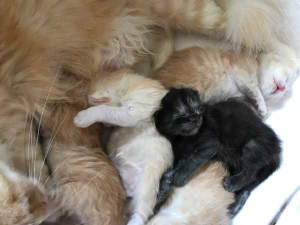 Schlafende Kitten von Gutmeer Juli 2022