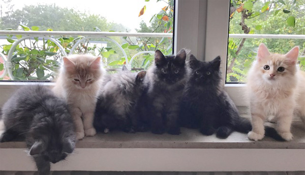 einige Kitten vom C- und D-Wurf von Gutmeer auf der Fensterbank