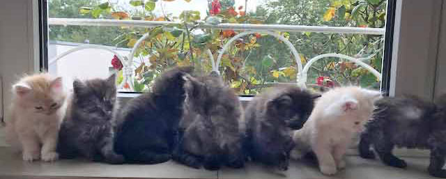 sieben Kitten vom B-Wurf  auf Fensterbank
