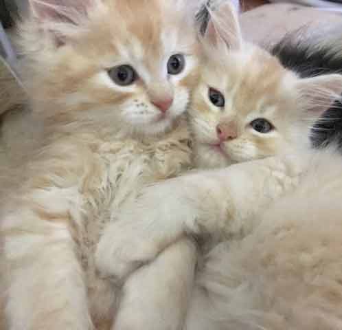 zwei rote Kitten vom C-Wurf von Gutmeer August 2022